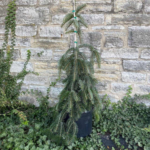 Wholesale Trees