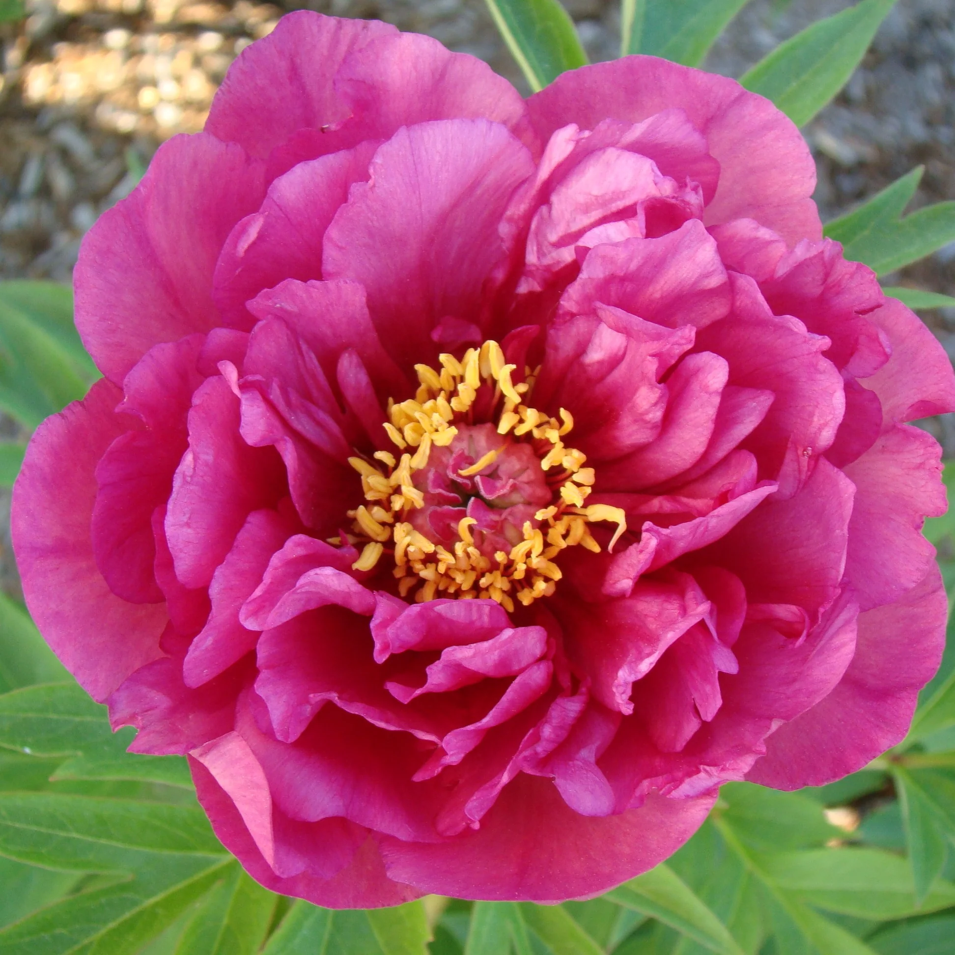 Wholesale Perennials