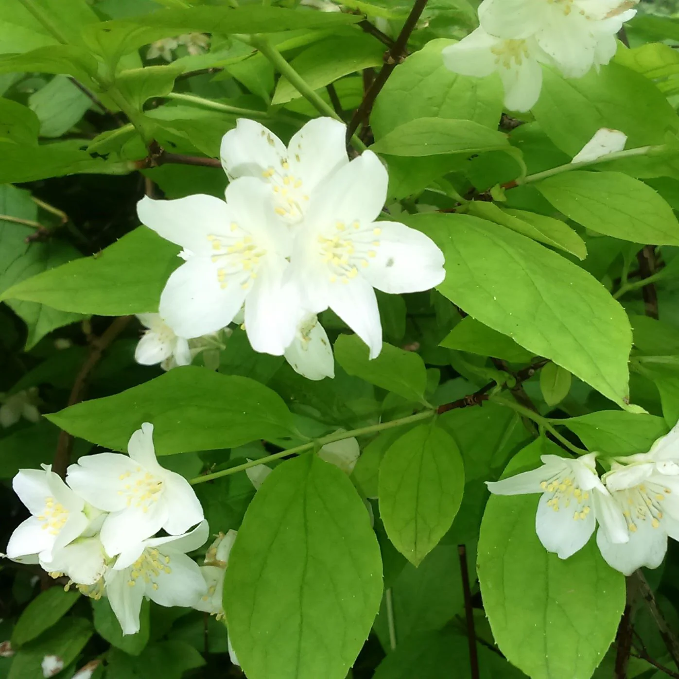Wholesale Shrubs